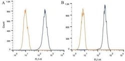 ABCA1 Antibody (HJ1) - Azide and BSA Free, Novus Biologicals 0.1 mL; Unconjugated:Antibodies,